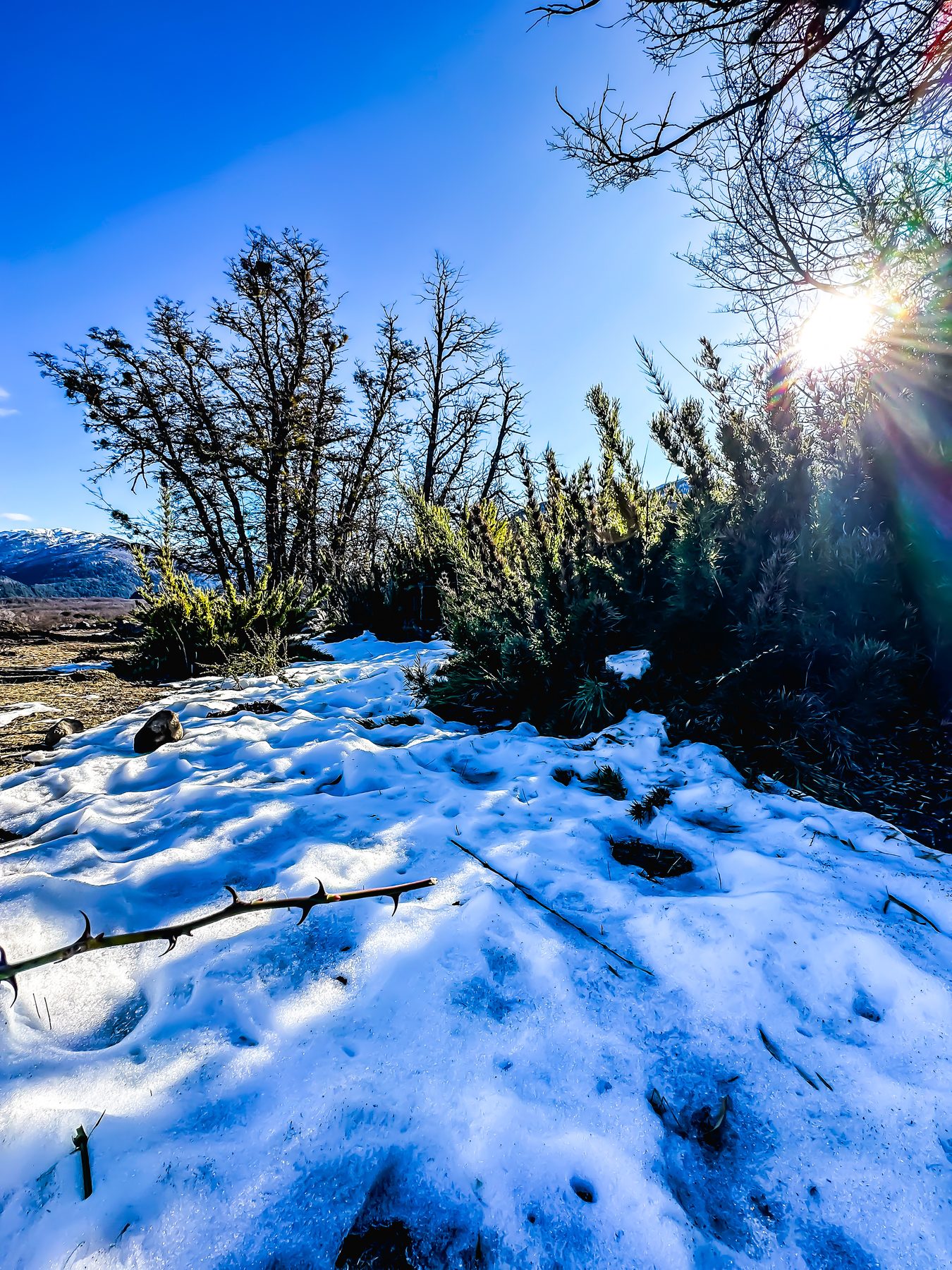 Algo de nieve — nieve sobre la orilla con ramas secas y arbustos a contraluz del sol, en la Patagonia argentina, en color