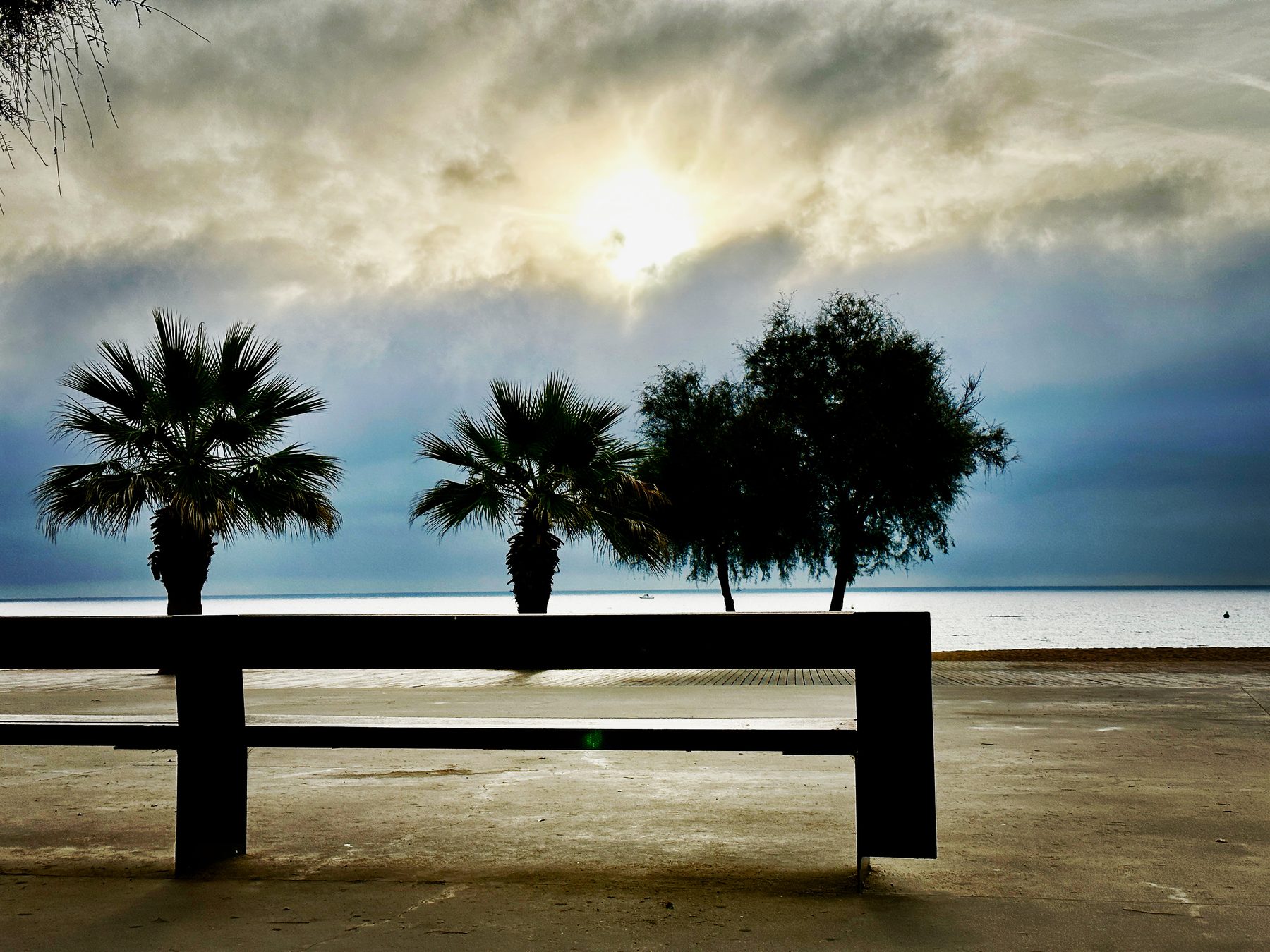 Nadie sentado — Dos palmeras y un árbol tras un banco de playa, a contraluz