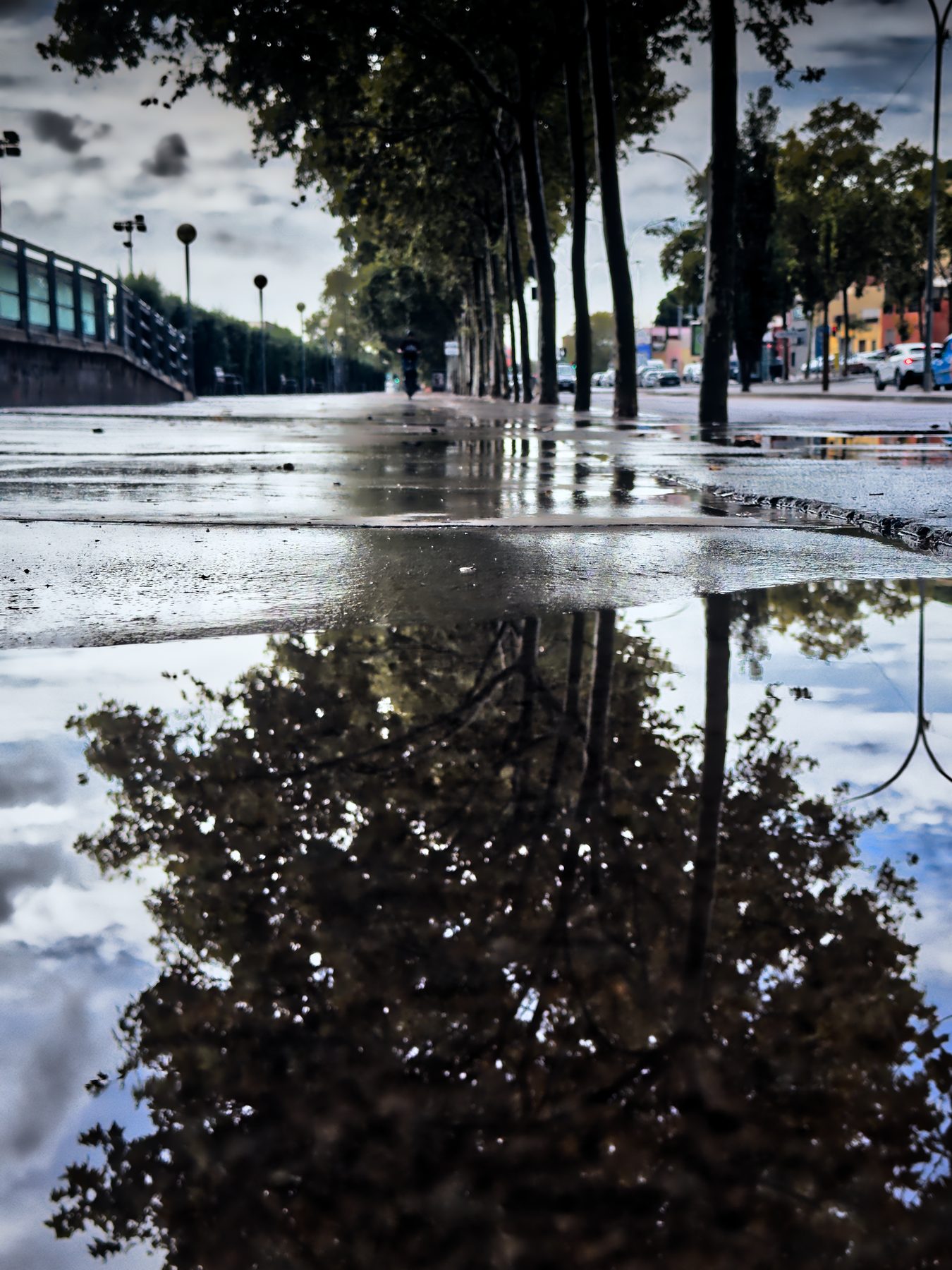 Cabeza abajo — hilera de árboles reflejada en un charco sobre el asfalto mojado, bajo un cielo nublado, en color