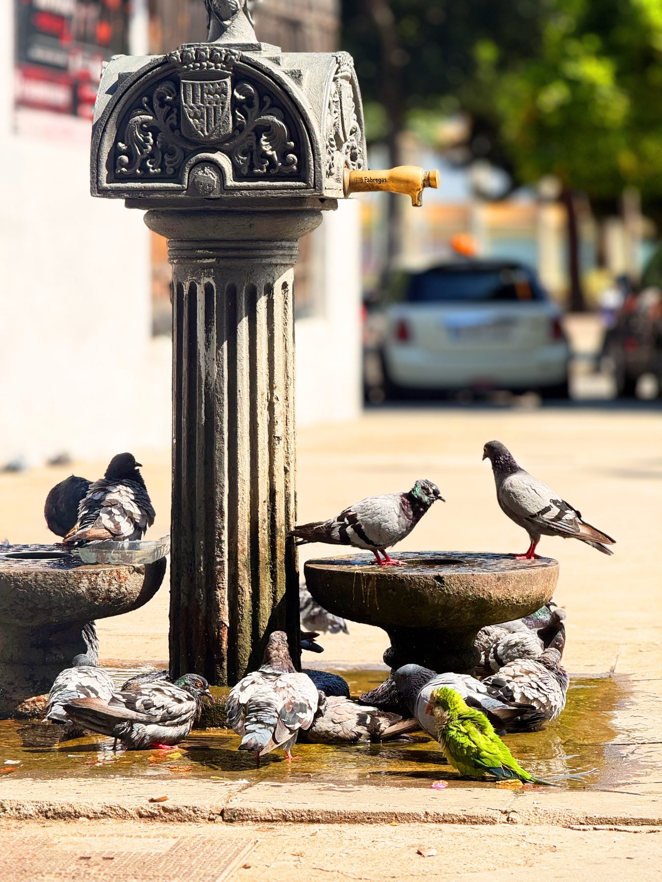 Disonancia — una cotorra verde entre palomas grises en una fuente