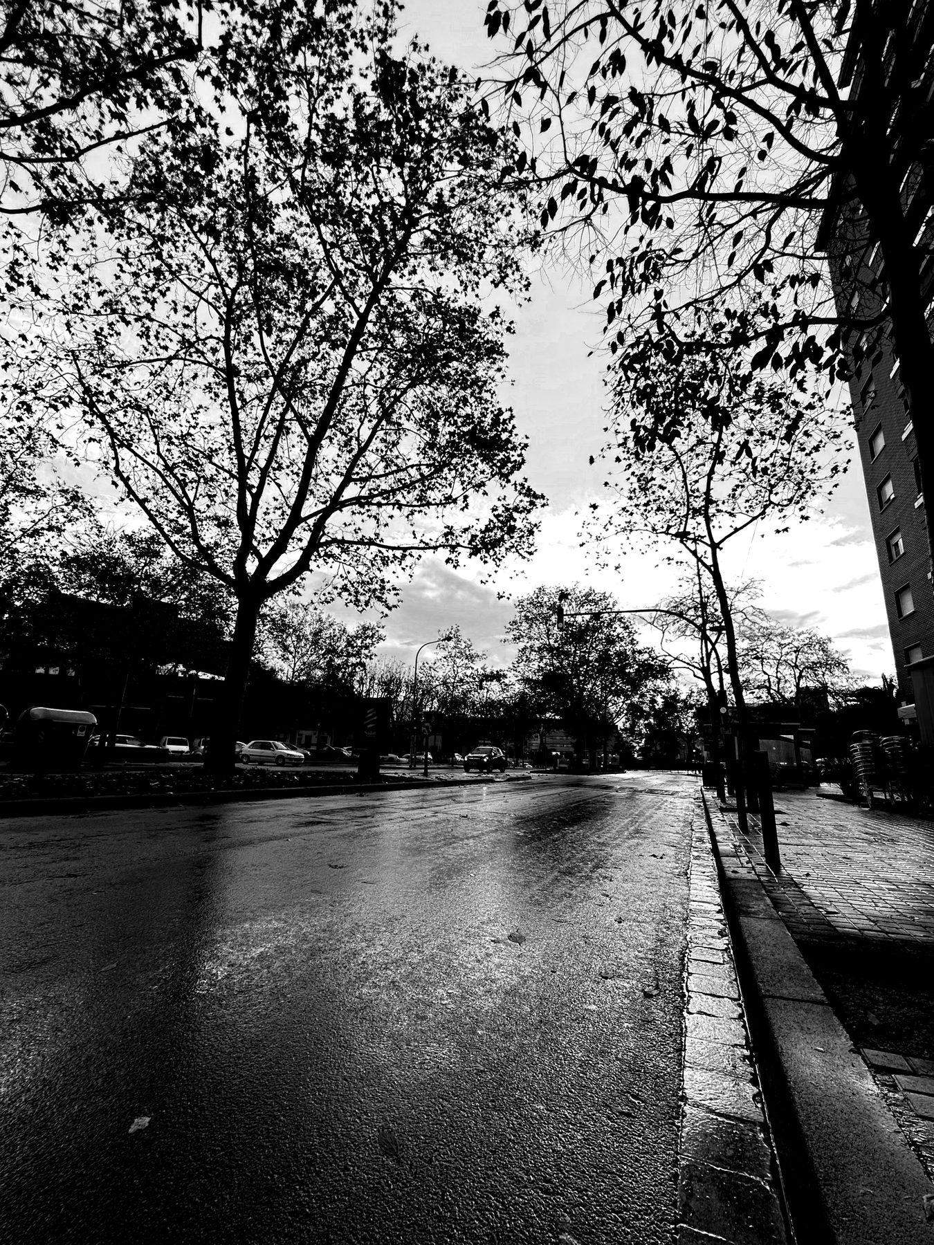 Después de la lluvia — avenida con árboles y calzada mojada reflejando la luz del cielo, en blanco y negro