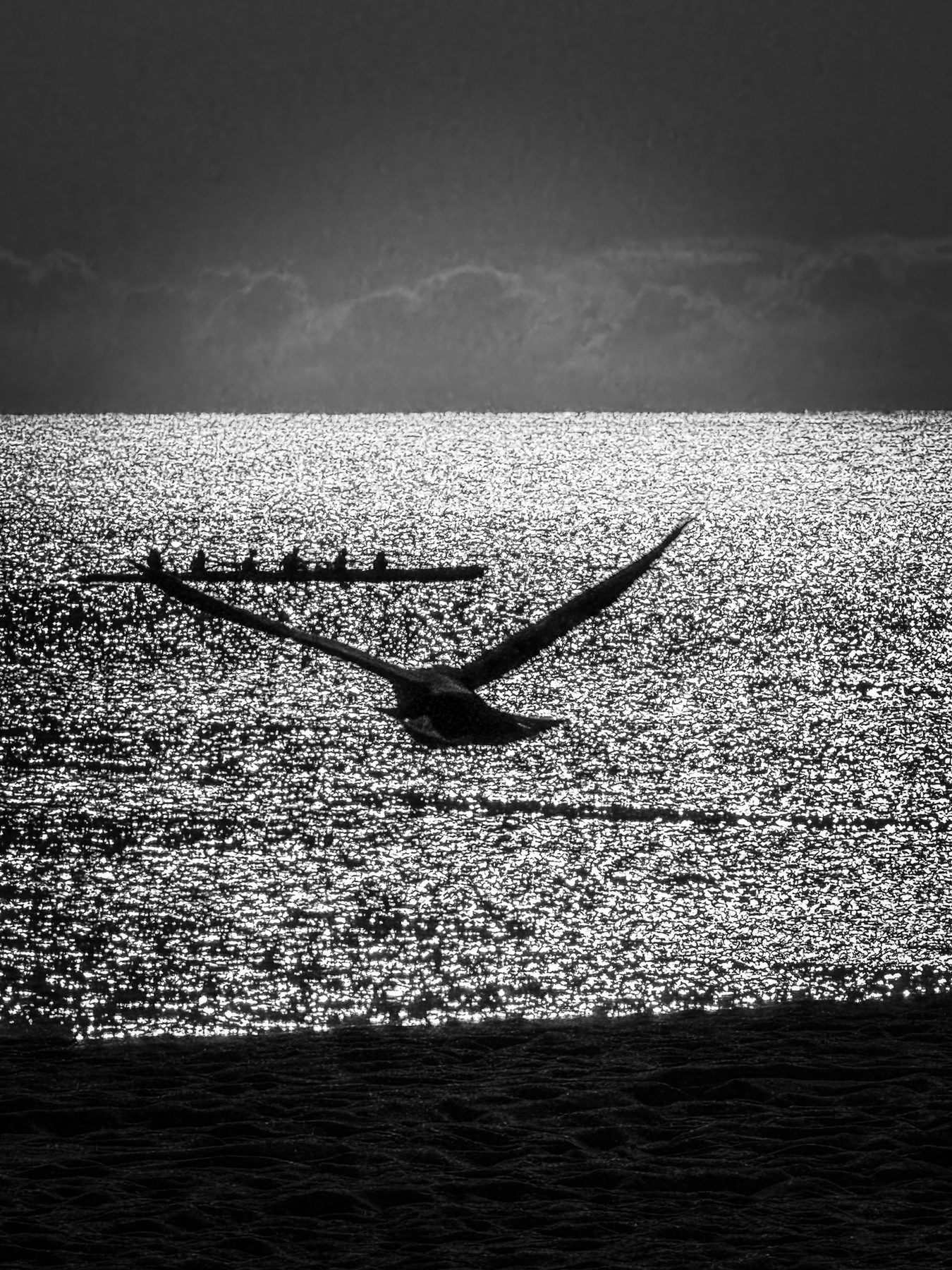A ocho — gaviota en vuelo a contraluz sobre el mar brillante, con una embarcación de remeros al fondo, en blanco y negro