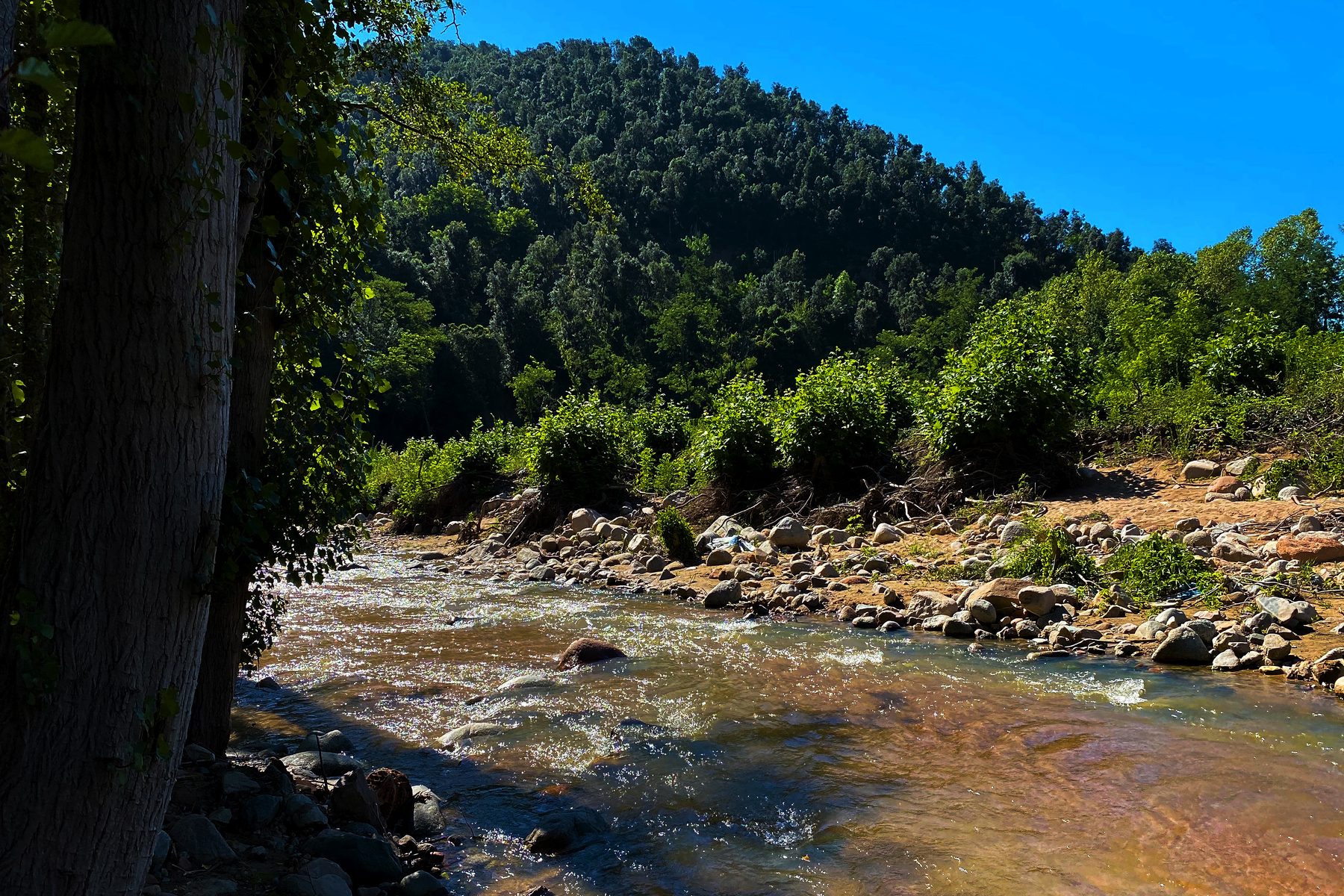 Río al sol — un río de montaña entre la sombra de un árbol y el bosque iluminado
