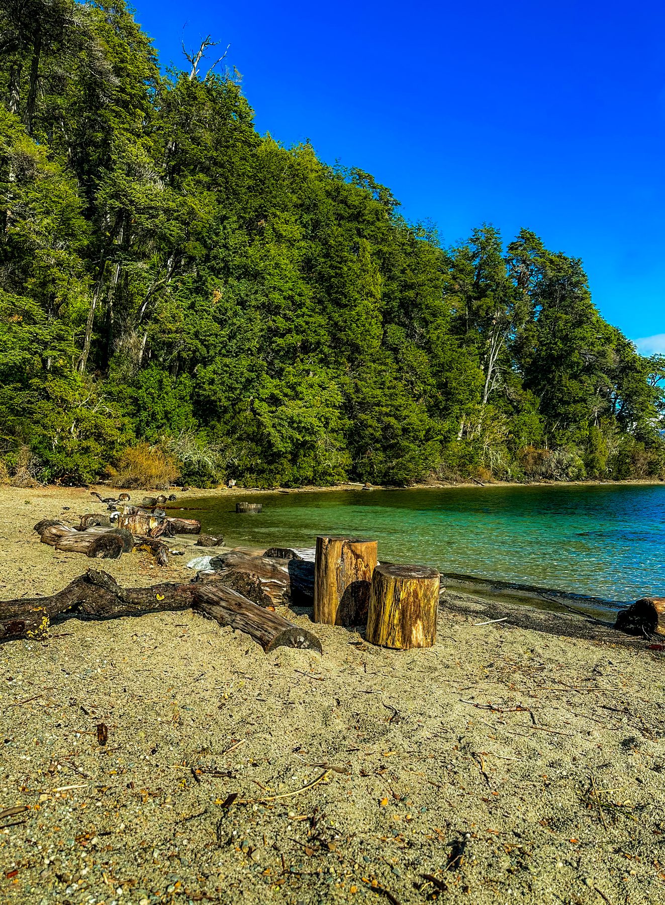 Troncos en el Nahuel Huapi — troncos y tocones sobre la arena de la orilla, con el bosque verde y el agua turquesa del lago detrás, en color
